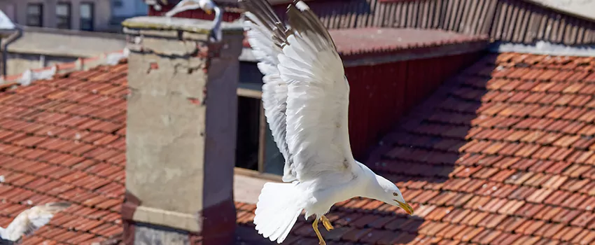 Residential Chimney Animal Removal Solution in Laguna Beach, CA